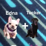 Edna and Tucker - @edna_tucker_xoxo - Instagram