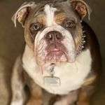 Edna Sue Tyler - @edna.sue_bulldog - Instagram