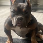 Edric Jackson - @jacksbullies60 - Instagram