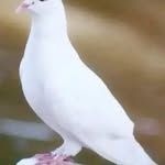Edris Mohammed - @edris.mohammed.7771 - Instagram