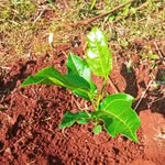 Eduard Pinto - @agro.ep2024 - Instagram