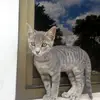 Eduard Thomas - @ricardo.sanjur2 - TikTok