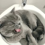 Eduardo Abel - @vasco.the.cat_ - Instagram