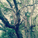 Eduardo Abrams - @edabar - Instagram