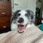 Eduardo the Snootin Bender - @snooter_bender - Instagram