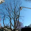 botello tree service - @eduardobotello22 - TikTok