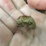 Eduardo Knapp - @eduardo.knapp_cicada.boi - Instagram