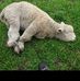 Eduardo Petersen - Facebook