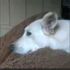 Eduardo Schmidt - @eduardo.schmidt29 - TikTok
