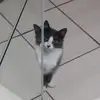 Eduardo Schulz - @edu_cado - TikTok