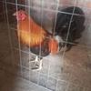 Eduardo Vaca - @eduardovaca363 - TikTok
