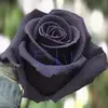 Eduviges Ramirez - @eduviges.ramirez1 - TikTok