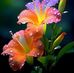 Eduviges Barrera - Facebook