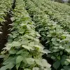 Edvin Escobar - @edvin.escobar7 - TikTok