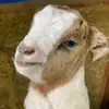 Ranch life - @edward.apple - TikTok