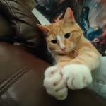 Edward "billy" Sheeran - @edtheadventurecat - Instagram