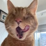 Edward the Blind Ginger Lion - @edwardtheblindgingerlion - Instagram