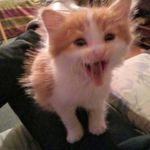 Chadwick Edward Blodgett - @chadwickedwardblodgett - Instagram
