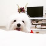 Edward Uwa Boboy 🐶 - @boboyedward - Instagram