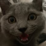 Edward Edi🐈‍⬛ - @edwardboryn - Instagram