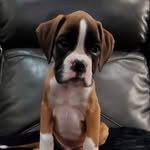 @buckleyedwardboxer - Instagram