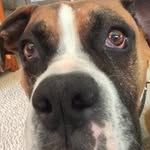 Eddie - @edwardtheboxer - Instagram