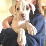 Leia Organa Edwards - @leia.edwards_boxer - Instagram