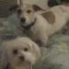 edwardbranco - @edwardbranco - TikTok