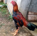 Edward Breeder - Facebook