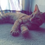 Wild Kitty 🐾 - @bryce_edward_jewell - Instagram