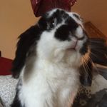 Edward Bunny - @edwardbunnypaws - Instagram