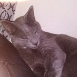 Edward Canada - @cat_ninja_25 - Instagram