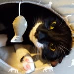 Edward Cat - @edward_cat_the_first - Instagram
