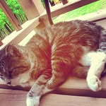 edward_da_catt - @edward_da_catt - Instagram