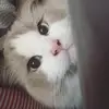 edwardcattt - @edwardcattt - TikTok