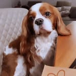 🐾 Dr Edward Cavalier🐾 - @dr_edward_cavalier - Instagram
