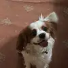 🐶 Edward Cavalier dog 🐶 - @cutecavalieredward - TikTok