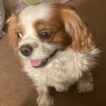 Ed - @edwardthecutecavalier - Instagram