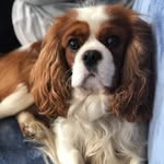 EDDIE THE CAV - @kingedwardthecavalier - Instagram