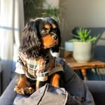 Eddie the Cavalier - @sir.edward.the.dogg - Instagram