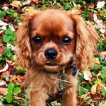 Edward - @cavalierprinceedward - Instagram
