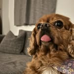 Ginny and Friends - @cavalierkingedward - Instagram