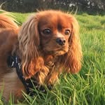 Teddy the Cavalier - @teddy.edwardss - Instagram