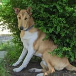 Edward Smooth Collie - @edward__von_den_bernsteinen - Instagram