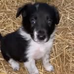 Edward the border collie - @edward_the_border_collie - Instagram