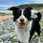 Edward the Border Collie 🐾 - @eddiewoo44 - Instagram
