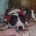 Edward the Sleepy Border Collie Mix - @edward_the_border_collie_mix - Instagram