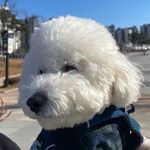 내 오랜 코난 그리고 밀루🐾 - @edwardaramisconan - Instagram