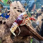 Edward - @edwardcrayfish - Instagram