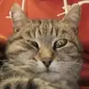 edward critch - @edwardcritchley - TikTok